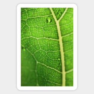 Fiddle Leaf Ficus Sticker